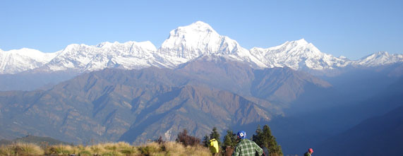 Himalayan