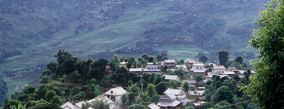 Himalayan