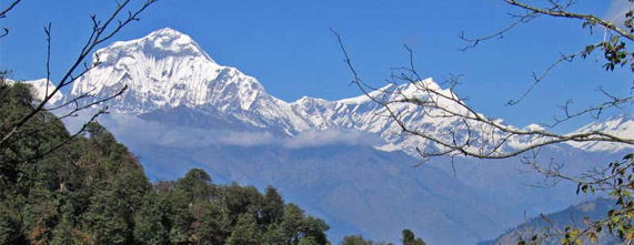 Himalayan