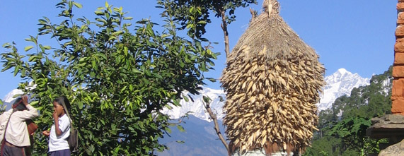 Himalayan