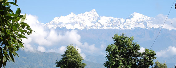 Himalayan