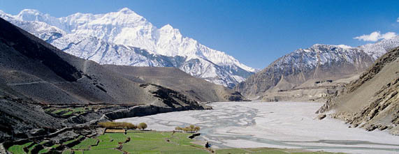 Himalayan