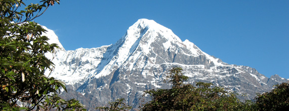 Himalayan